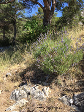 Organic True Lavender Hydrosol Rosemary Garden